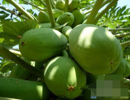 会吃瓜的海棠,揭秘瓜果界的“美食家”