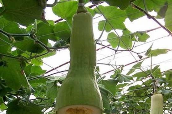 田园里吃瓜,一场别开生面的乡村吃瓜盛宴