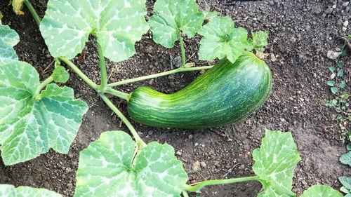 瓠瓜炒着吃怎么吃,多样吃法尽享美味