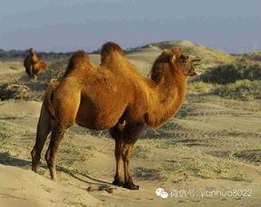 骆驼打仗兔子吃瓜,一场战争与瓜果的奇妙邂逅