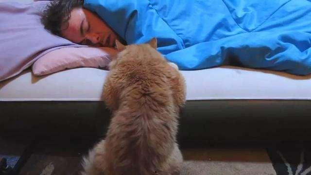 猫咪吃瓜主人拉腿,主人拉腿互动萌态十足