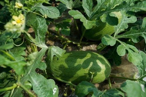 老段吃瓜,揭秘娱乐圈那些不为人知的幕后故事