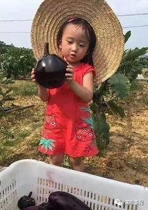 圆老师吃瓜,揭秘娱乐圈那些不为人知的幕后故事