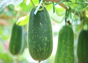 立秋吃的三瓜,三瓜相伴，养生美味两不误